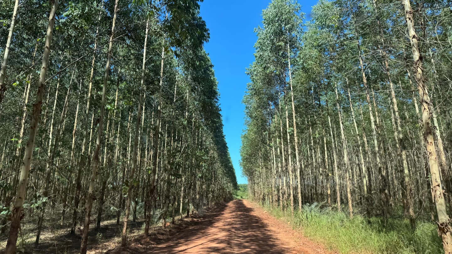 Camino de tierra entre dos plantaciones de eucalipto bajo un cielo despejado