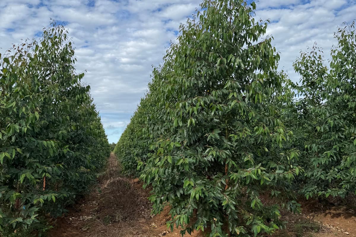 Plantación de eucalipto joven después de la desecación de presiembra