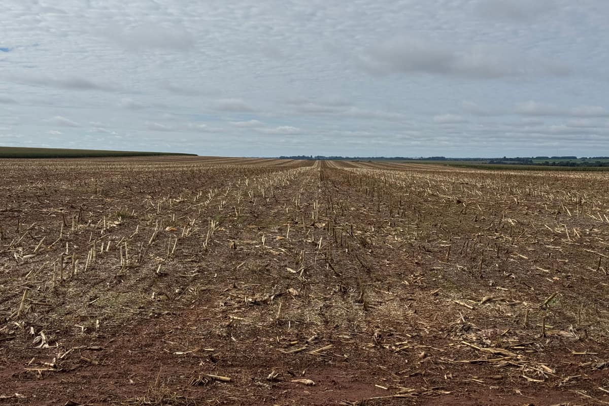 Lote de cultivo extensivo recién cosechado, con el rastrojo en superficie