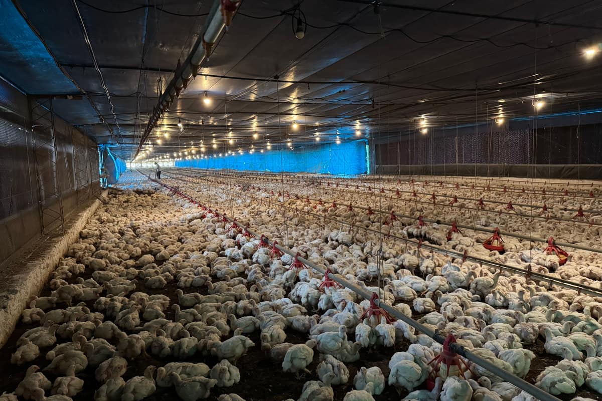 Galpón de pollos parrilleros con las aves sobre la cama y las líneas de bebederos
