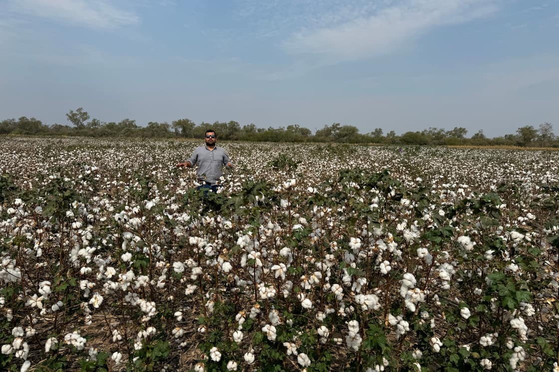 Lote de algodón tratado, con las cápsulas abiertas, y un técnico entre las plantas