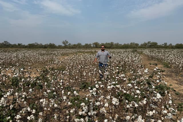 Lote de algodón testigo el mismo día y desde el mismo punto