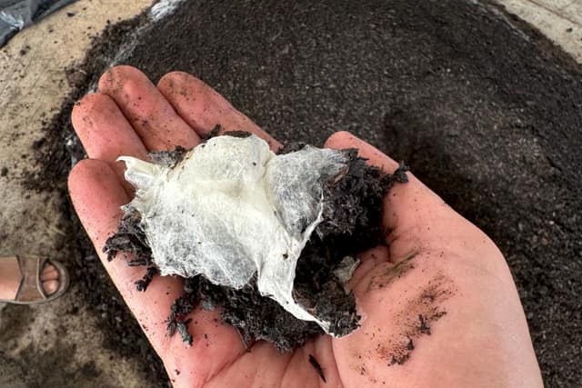 Micelio blanco creciendo sobre gránulos de CARBOterra en una pila