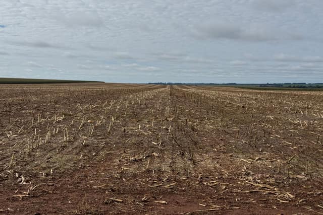 Lote cosechado con el rastrojo sobre el suelo