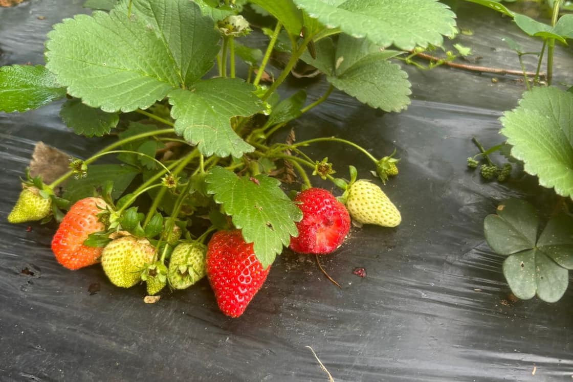 Plantas de frutilla con flores y frutos cuajando sobre el mulching