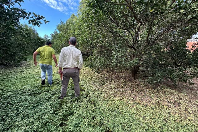 Técnicos caminando entre naranjos con cobertura verde en el suelo