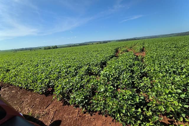 Lote de soja en crecimiento con surcos hasta el horizonte