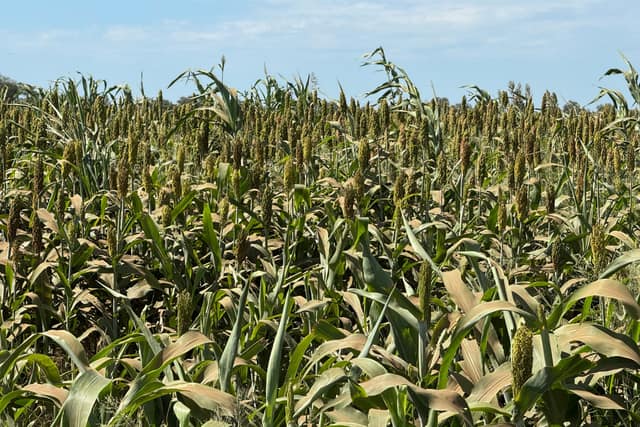 Panojas de sorgo en terminación
