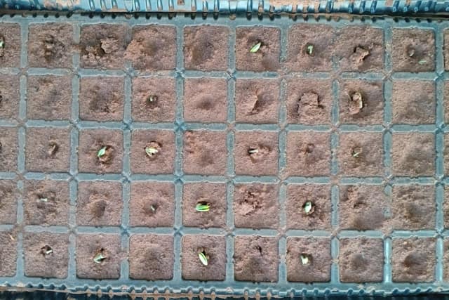 Bandeja de germinación testigo con semilla sin tratar y pocas plántulas