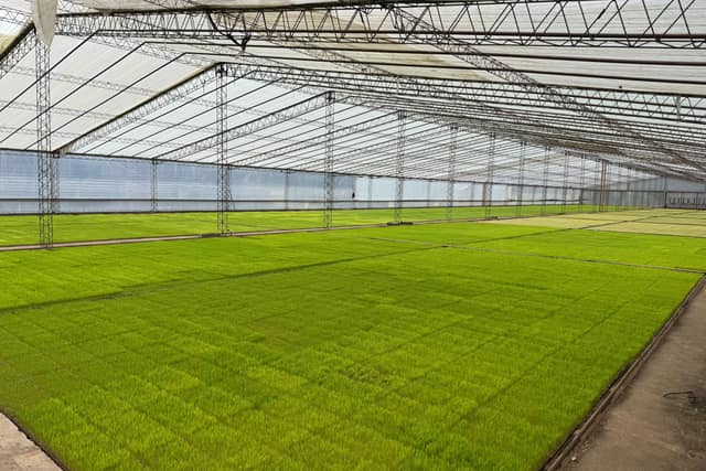 Almácigo de arroz germinando bajo un invernadero