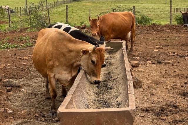 Vacas comiendo balanceado con CarboFeed y MicroFeed en un comedero de campo