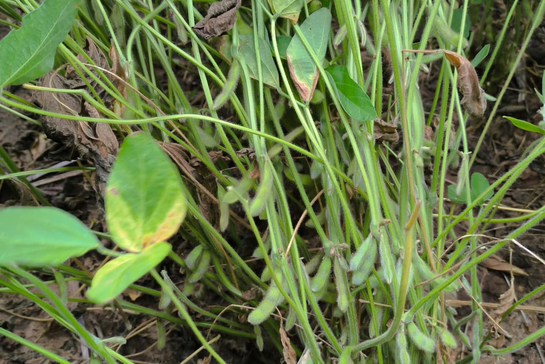Plantas de soja con las vainas llenas