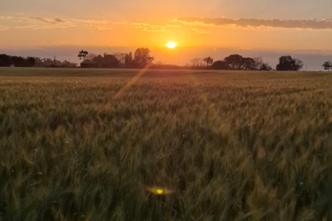 Trigo en crecimiento al atardecer