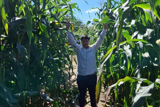 Técnico entre plantas de sorgo que superan su altura