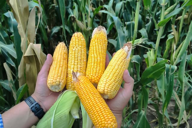 Espigas de maíz cosechadas sostenidas en las manos
