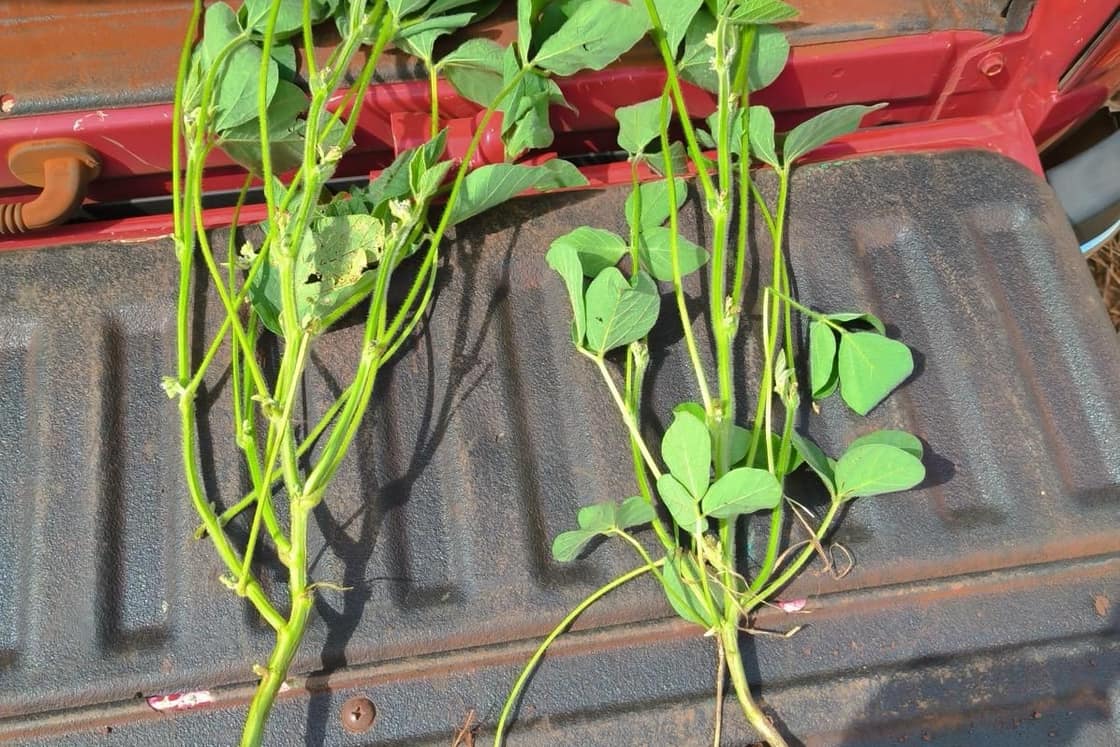 Plantas de soja con sus raíces sobre la caja de una camioneta