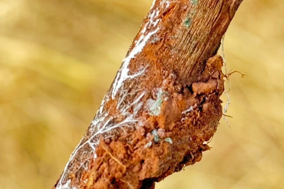 Raíz de cultivo cubierta de hifas blancas sobre el rastrojo