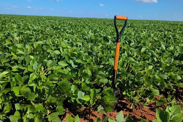 Pala clavada en un lote de soja durante una verificación en campo