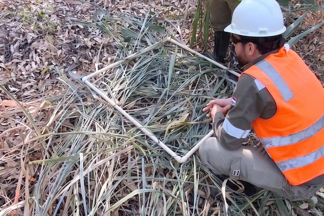 Ensayo forestal de desecación: el control se midió con marco de muestreo a campo, con la dosis del activo reducida.