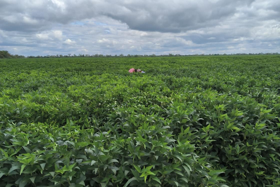 Lote de soja en el Chaco con la hoja verde pareja en todo el cuadro.