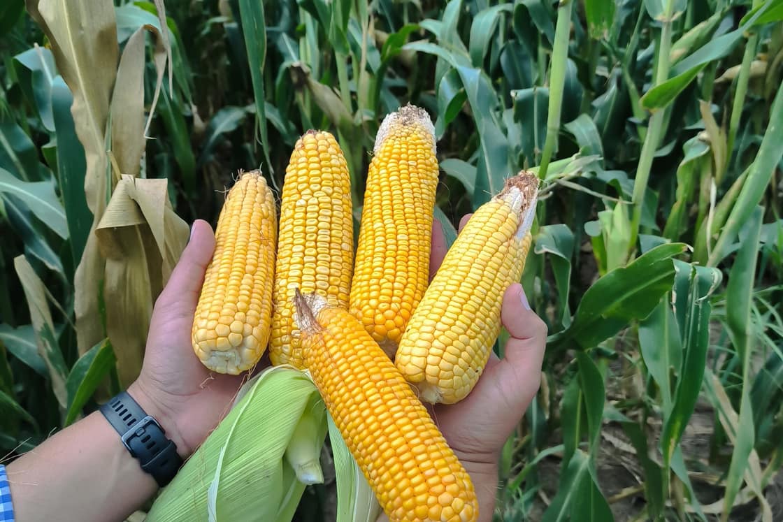Espigas de maíz del mismo lote, con el grano completo hasta la punta.