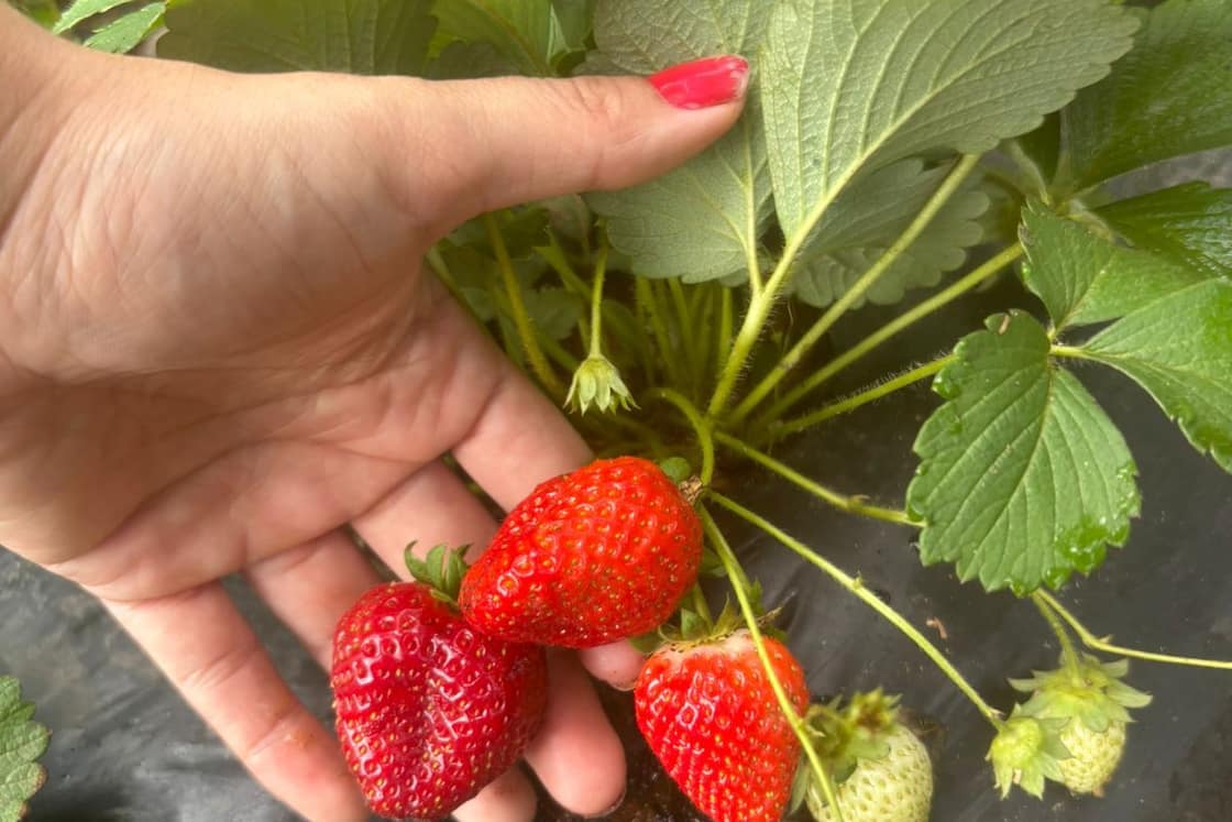 Frutilla del tratamiento en la mano, como referencia de tamaño.