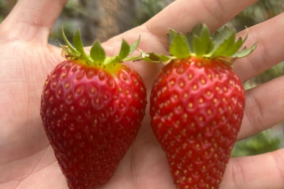 Planta de frutilla con flor y fruto al mismo tiempo, en plena floración y amarre.