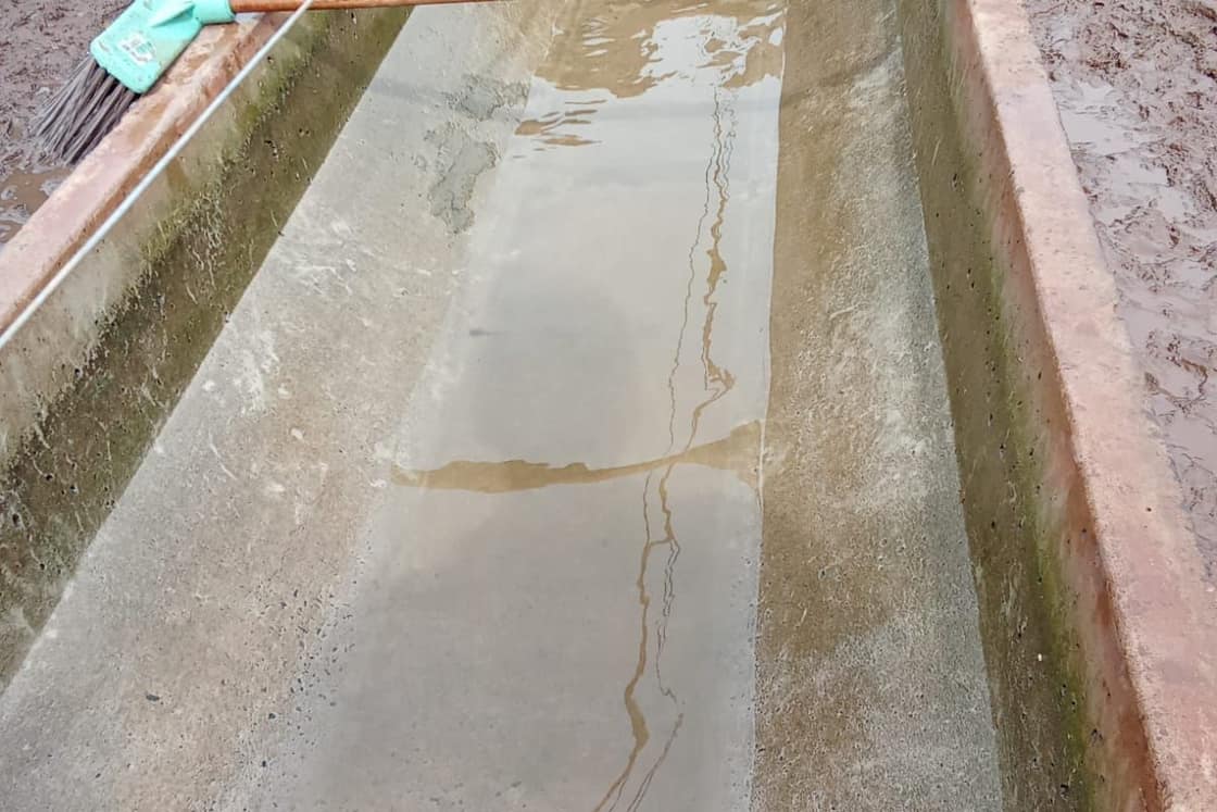 Bebedero con la línea de agua inoculada, en un establecimiento ganadero.