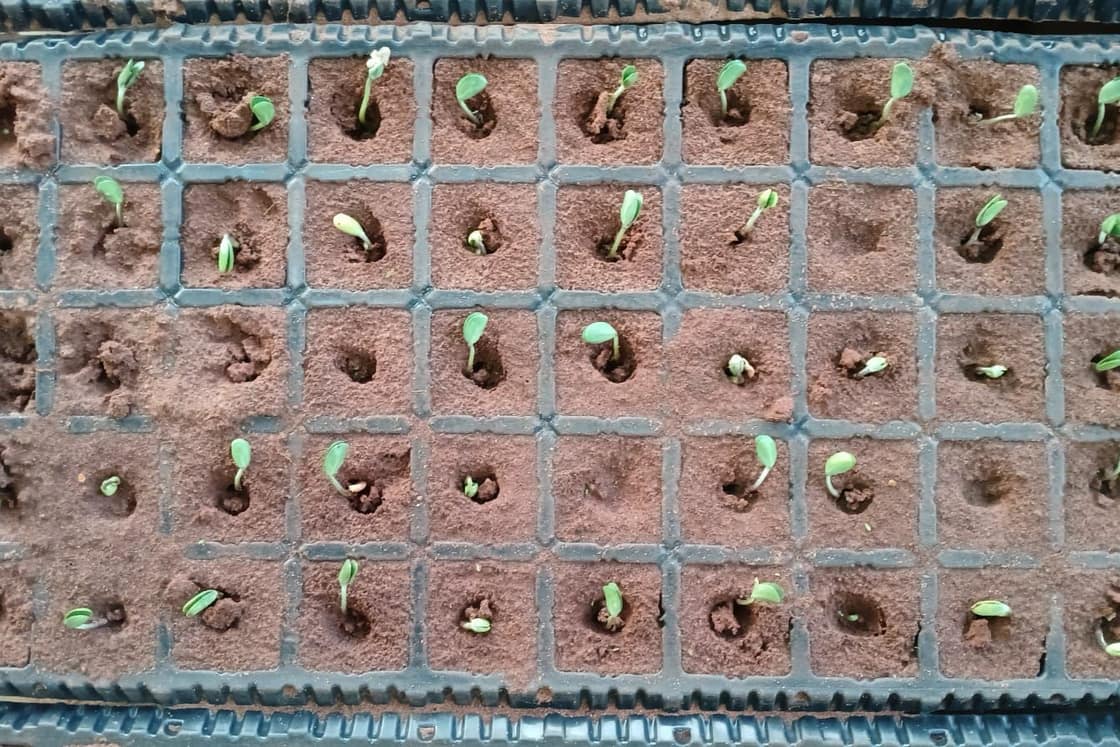 Bandeja con semilla tratada con el kit: plántulas emergidas y parejas.