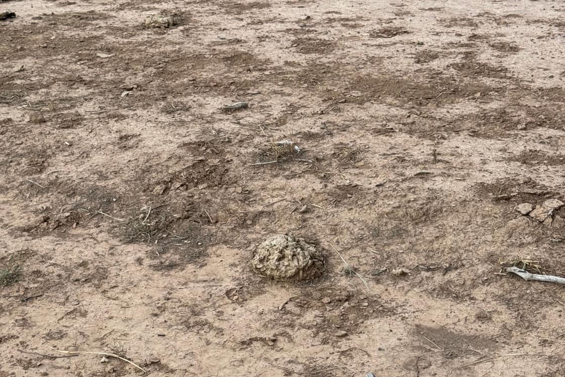 Peladar en un campo del Chaco: suelo desnudo donde la pastura no se instala.