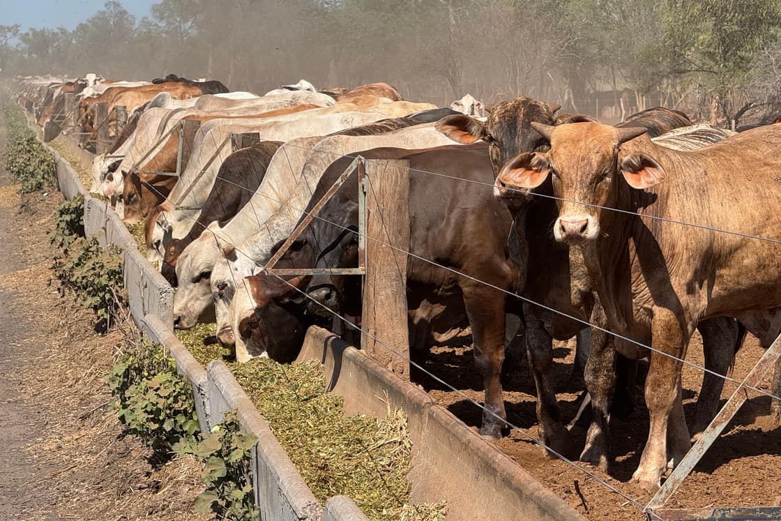 Novillos comiendo en el comedero de un corral de engorde.