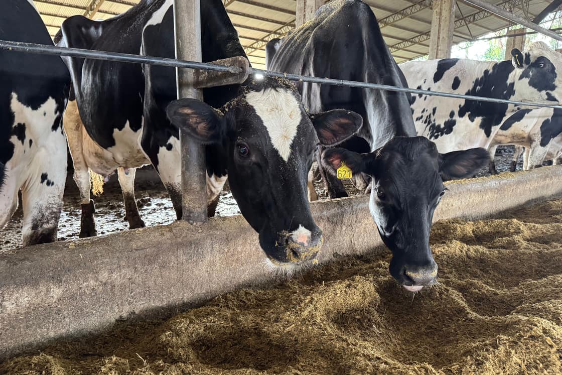 Vacas de tambo en el comedero, con el probiótico incluido en la ración.