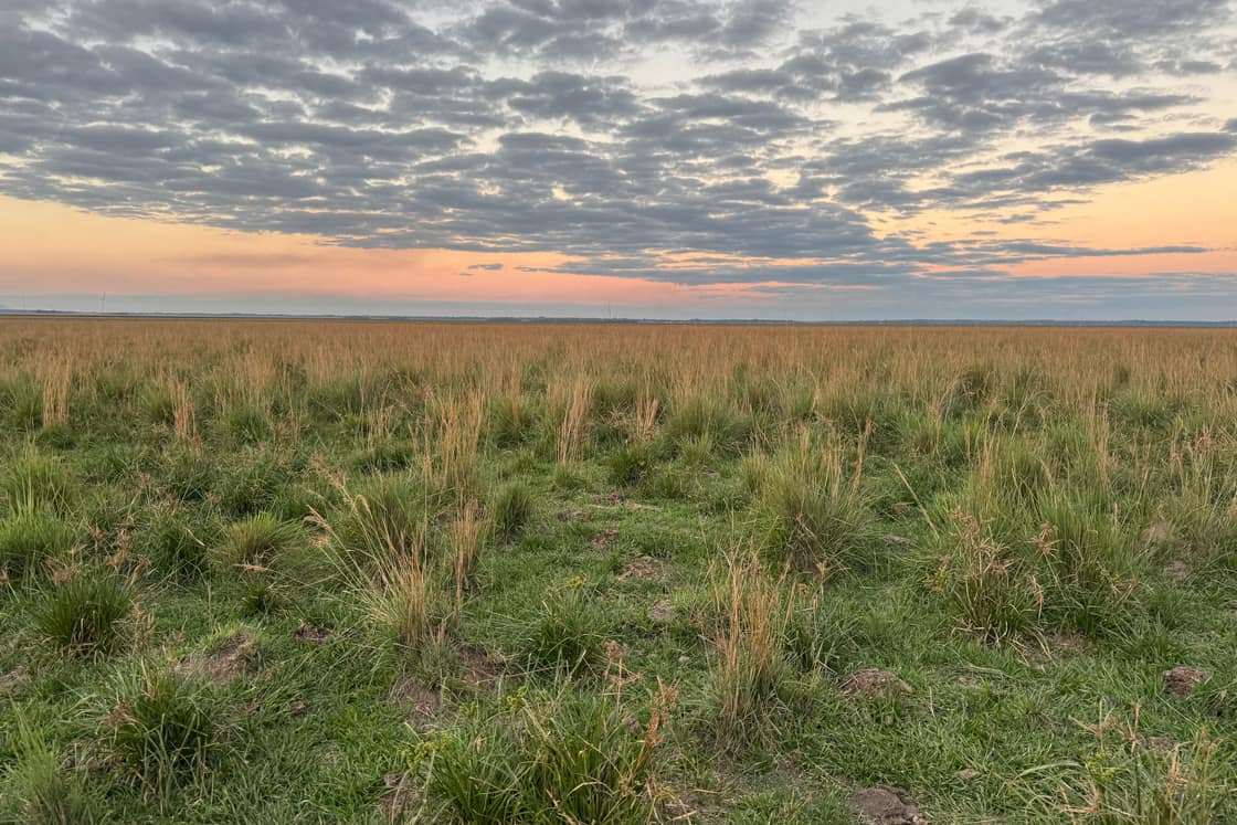 Campo natural sin intervenir, con pastos dispersos y suelo descubierto entre ellos.