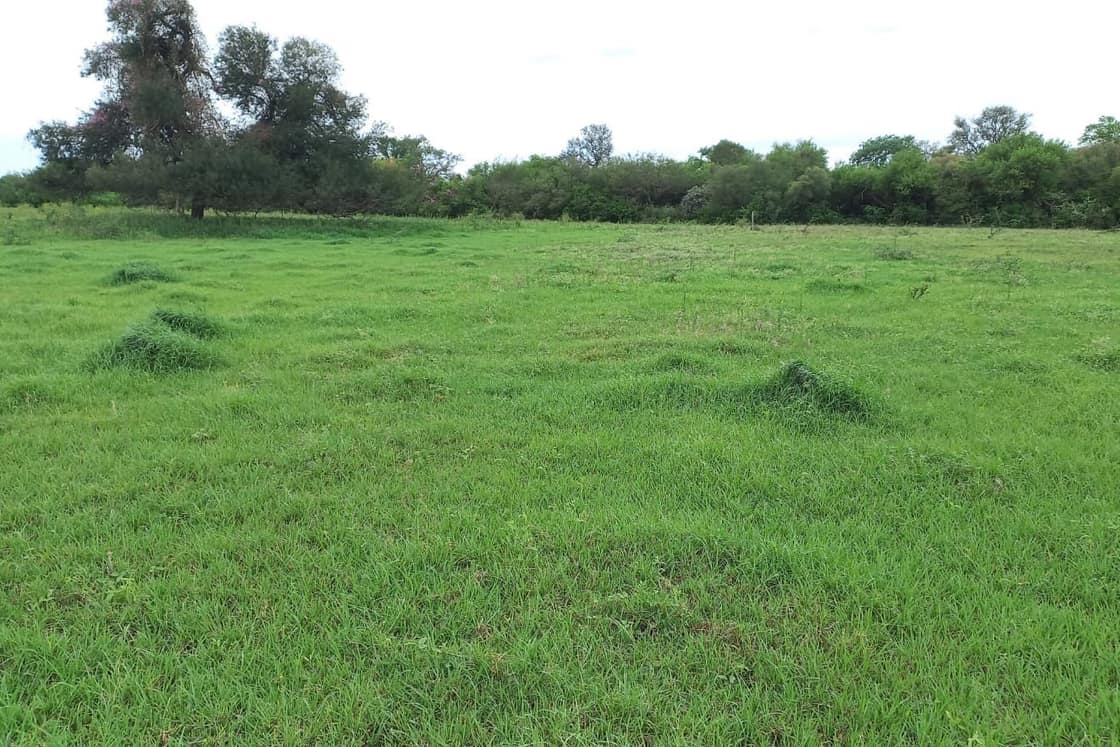 Potrero al año del protocolo de recuperación, con la hacienda pastoreando.